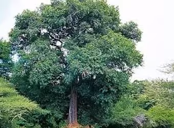 DIOSPYROS MESPILIFORMIS – WOLOF : ALOM – FRANCAIS : Ebénier d&rsquo;Afrique