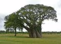 (GOUYE) Baobab africain (Adansonia digitata)