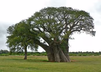 (GOUYE) Baobab africain (Adansonia digitata)