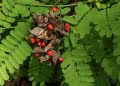 Abrus precatorius