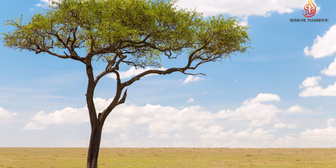 Acacia