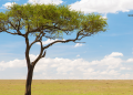 Acacia