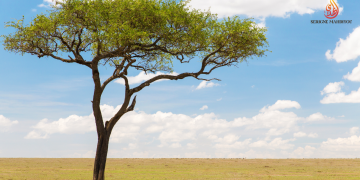 Acacia