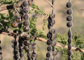 nebneb - Acacia nilotica