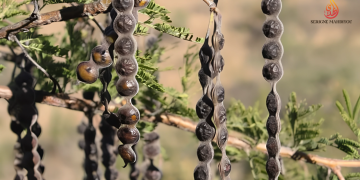 nebneb - Acacia nilotica